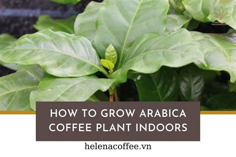 How To Grow Arabica Coffee Plant Indoors Helena Coffee Vietnam