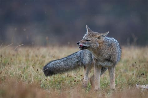 Patagonian Gray Fox Licking Chops Sean Crane Photography