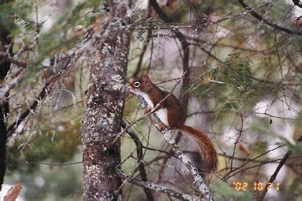 Maybe you would like to learn more about one of these? Cabins & Rates General Information - Fox Lake Resort Minnesota