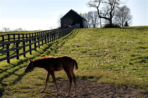 Its A New Tourist Friendly Era At Kentuckys Famed Horse Farms The