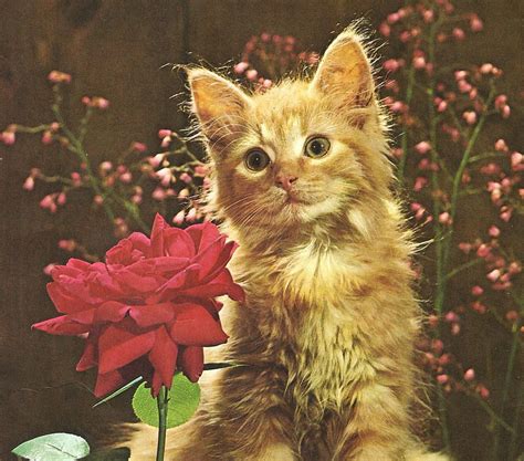 1920x1080px 1080p free download i just love roses kitten rose flower cute feline hd