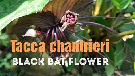 Maybe you would like to learn more about one of these? Tacca chantrieri Andre, The Black Bat Flower. Anticancer ...