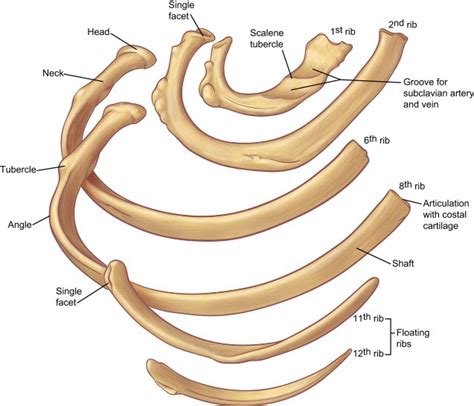 Typical And Atypical Ribs Anatomy Rwanda 24