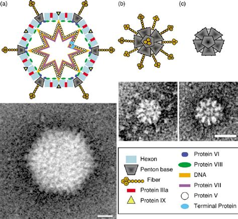 Schematics Of Adenovirus And Its Dodecahedron A Diagram Of