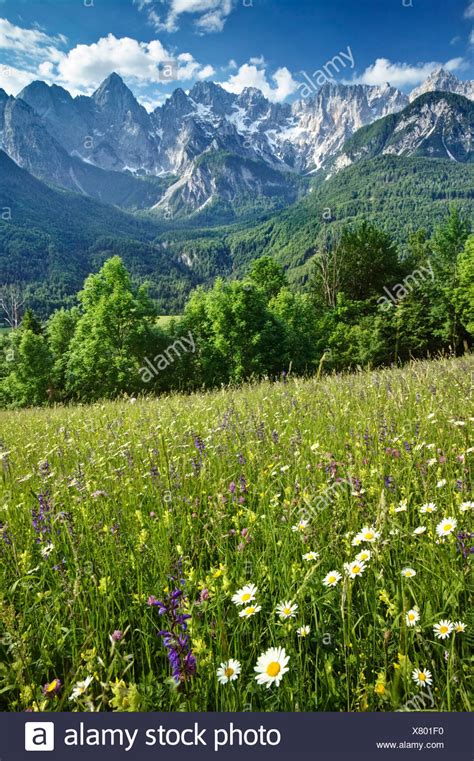 Wildflower Meadows Stock Photos And Wildflower Meadows Stock Images Alamy