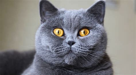 5 Things To Know About British Shorthair Cats Petful