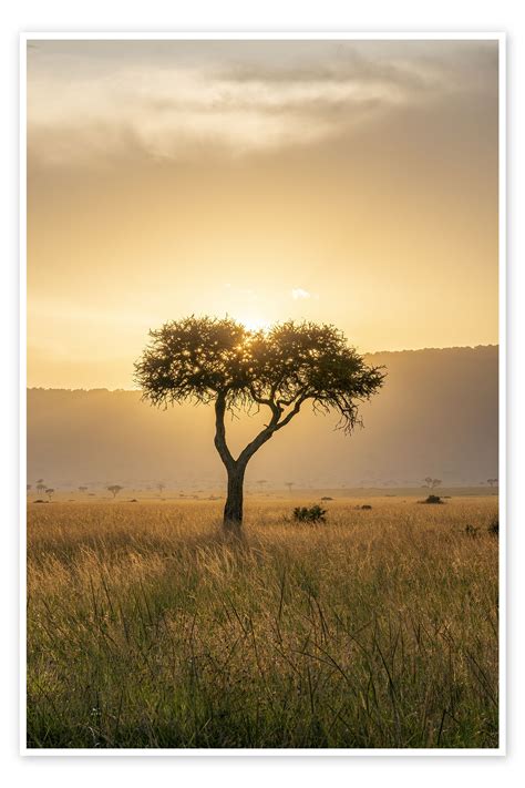 Acacia Tree At Sunset Maasai Mara Kenya Print By Jan Christopher