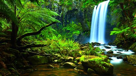 Free Download Amazon Rainforest Wallpapers 1920x1200 For Your Desktop