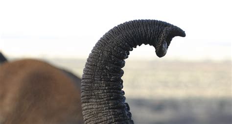 Elephants Big Nose Wins Most Sensitive Sniffer