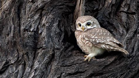Spotted Owlet In Bharatpur India Bing Gallery