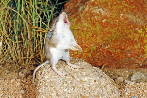 26 Facts About The Grasshopper Mouse 2024