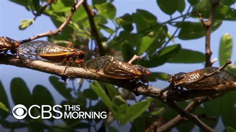 After 17 Years Of Hiding Large Swarm Of Brood X Cicadas Expected To