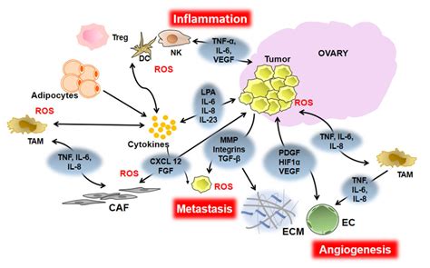 Inflammatory Mediators Contributing To Eoc Progression Metastasis And