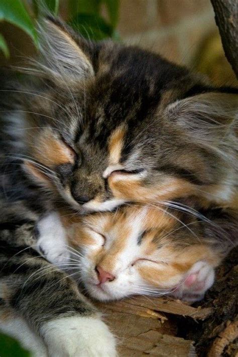 Sleepy Kitties Kittens Cutest Kittens Cute Cats
