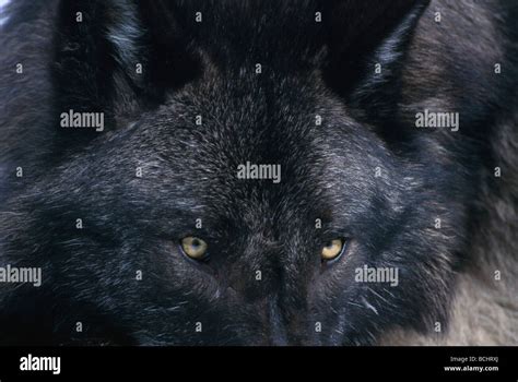 Gray Wolf Male Closeup Of Eyes Winter Portrait Captive Stock Photo Alamy