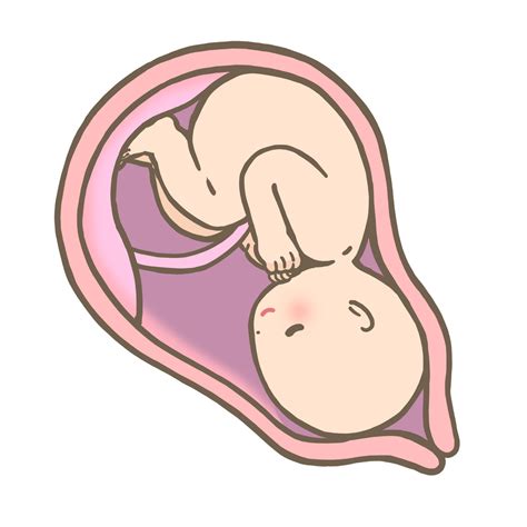 胎盤ができる前の赤ちゃんはどうやって栄養とっているの？ 横浜元町院ブログ｜天使のたまご