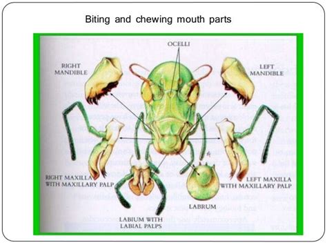 Insect Mouth Parts Diagram