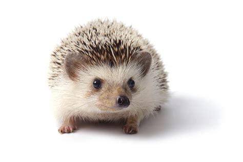Hedgehog Animal Karma And Cents