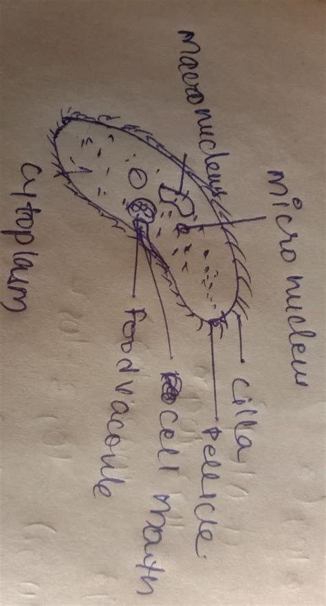 Draw A Neat Labelled Diagram Of Paramecium Draw A Neat Labelled Diagram Of Paramecium Sarthaks