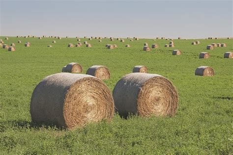 Hay Bales In A Green Alfalfa Field Photograph By Michael Interisano