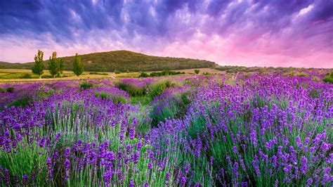 Wallpaper Lavender Field Sky Mountain Provence France Europe 4k