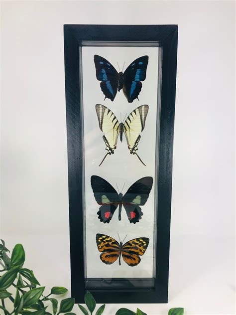 Real Framed Butterfly Collection Etsy