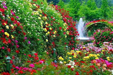 Flower Garden Flowers Trees Colorful Bonito Nature Hd Phone