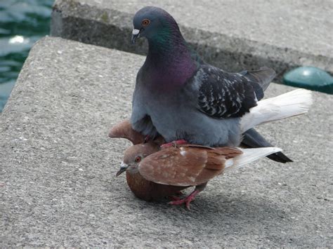 Funny Pigeons Latest Funny Pictures Funny And Cute Animals