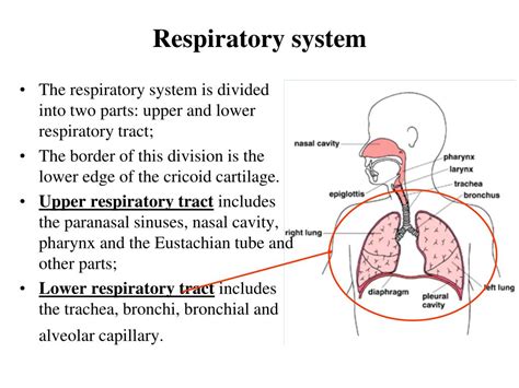 List Three Functions Of The Respiratory System