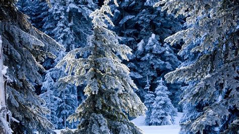 winter forest desktop wallpaper  images