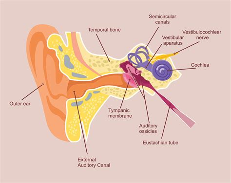 Eustachian Tubes Dysfunction And How It Affects Hearing