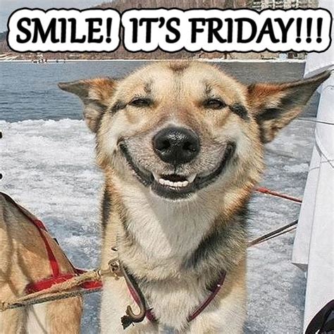 Happy Friday Funny Animal Meme Funny Png