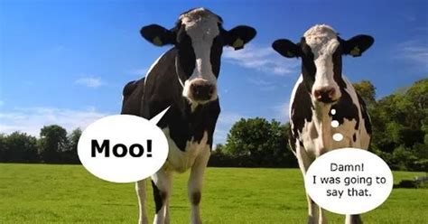 Study Finds Cows Talk To Each Other About Feelings Vegan News Cows