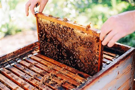 Considering The Joys Of Beekeeping Perfectbee