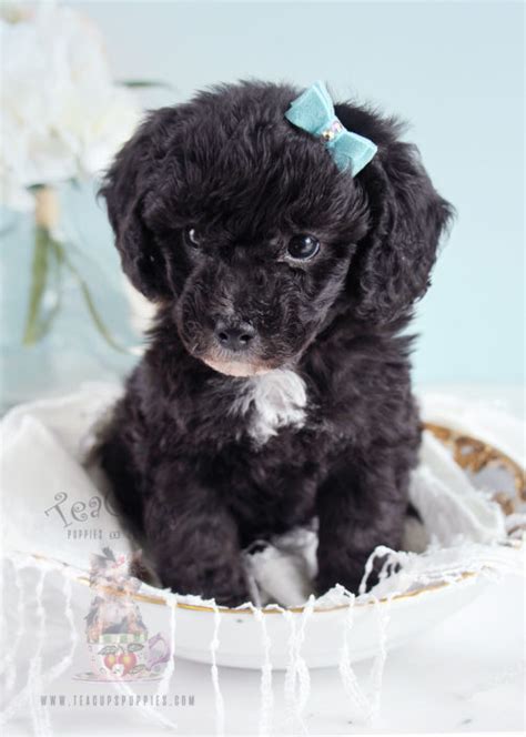 You can find mi ki puppies priced from $2000 usd to $3000 usd with one of our credible breeders. Teacup and Toy Poodle Puppies | Teacups, Puppies & Boutique