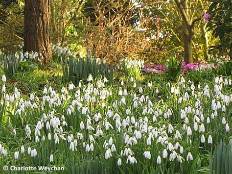 See The Best Snowdrops In Britain Gardens Where They Bloom