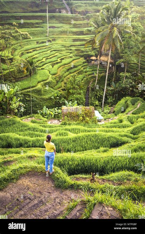 The Beautiful Rice Terraces Of Tegallalang At Sunrise Ubud In Bali