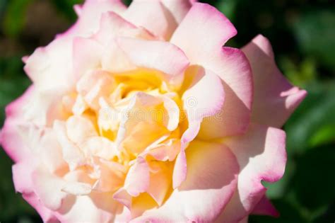 Beautiful Bright Rose Flower Close Up Holiday Gift Stock Photo Image