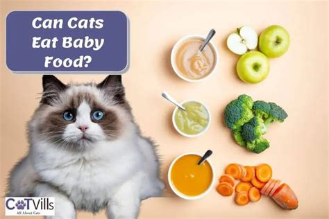 Can Cats Eat Baby Food The Benefits And Risks