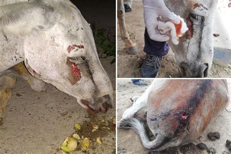 Donkey Is Beaten To A Pulp And Rammed With A Car In Sick Political