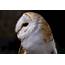 Barn Owl Wallpapers Images Photos Pictures Backgrounds