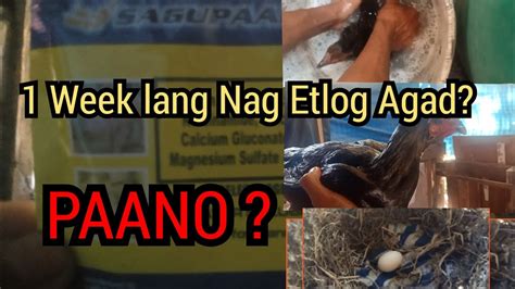 8 1 Week Lang Nag Etlog Kaagadgawin Mo Ito Sa Inahing Manok Para