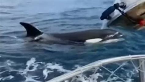 orcas sink boat off portugal coast scuttlebutt sailing news providing sailing news for sailors