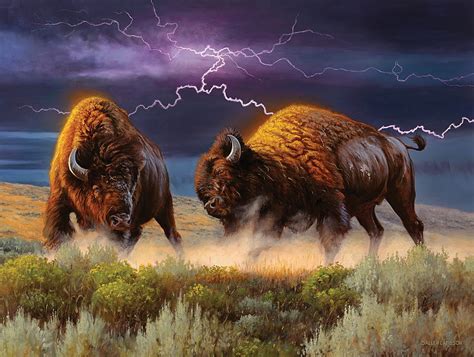 720p Free Download Thunderstruck Thunderstorm Buffaloes Fighting
