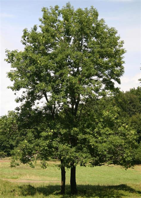 Fraxinus Excelsior Frasin Comun De Vânzare Copaceiro Pepiniera Zalău