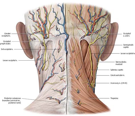 4 lymph nodes on the back of my neck are swollen and sore to touch. Neck - Atlas of Anatomy