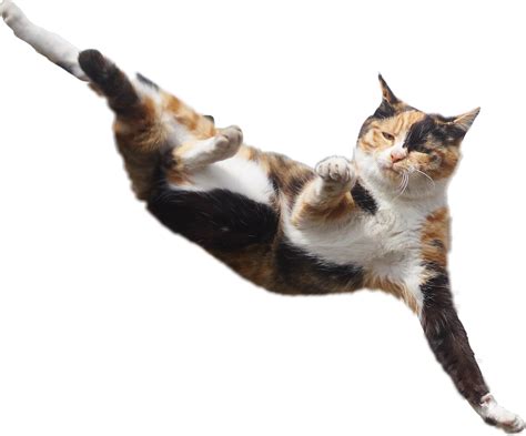 Psbattle This Calico Cat Jumping Sideways Rphotoshopbattles