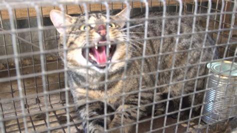 Australias War On Feral Cats Sbs Tv And Radio Guide