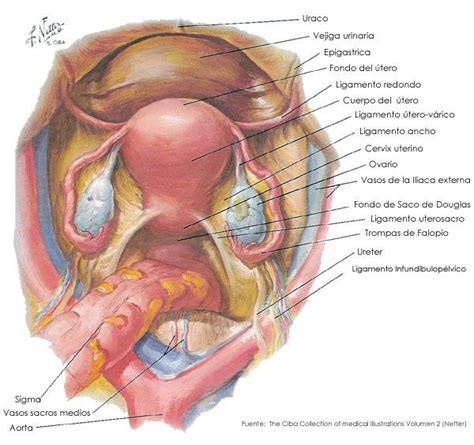 Estructura Del Aparato Reproductor Femenino Anatomía Aparato Genital