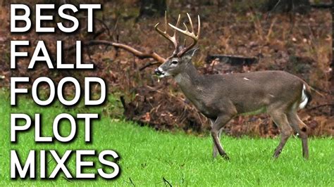 Best Fall Food Plot Blends For Whitetails Youtube